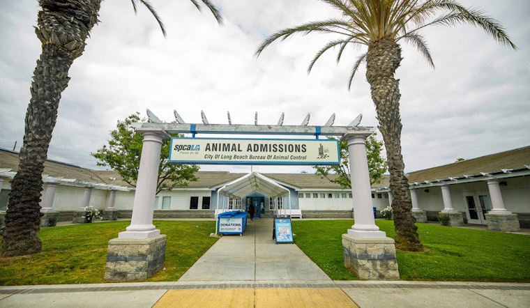 Long Beach Offers Weekly Low-Cost Vaccine Clinics for Pets in Community Health Push