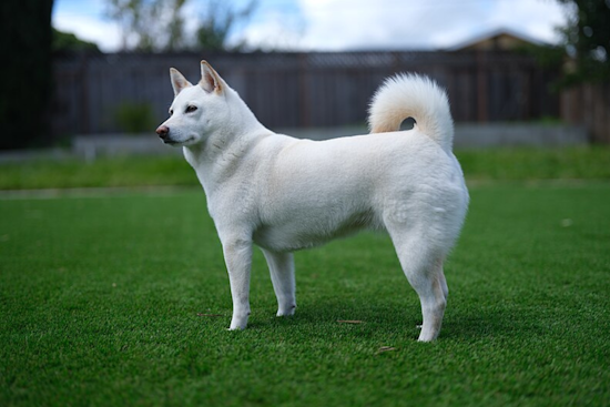 Luxury Air Travel for Dogs Takes Off from San Francisco as BARK Air Launches New Routes