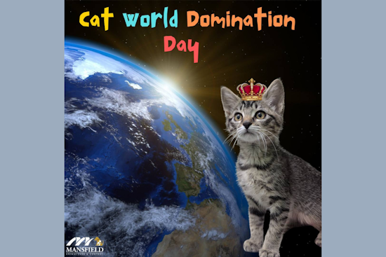Mansfield Shelter Celebrates World Cat Domination Day with Adoption Call