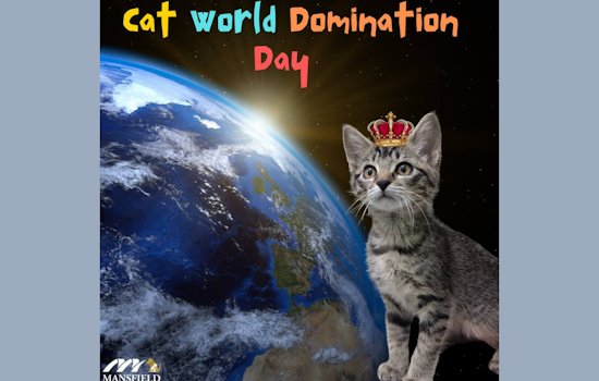 Mansfield Shelter Celebrates World Cat Domination Day with Adoption Call