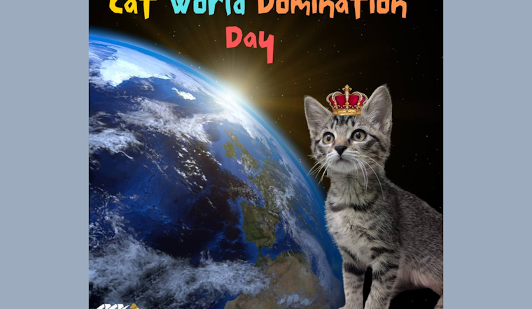 Mansfield Shelter Celebrates World Cat Domination Day with Adoption Call