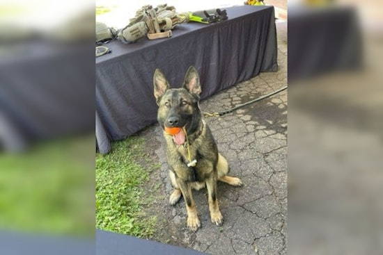 Mapleton Celebrates Community Spirit with Town and Country Days and New K9 Officer Introduction