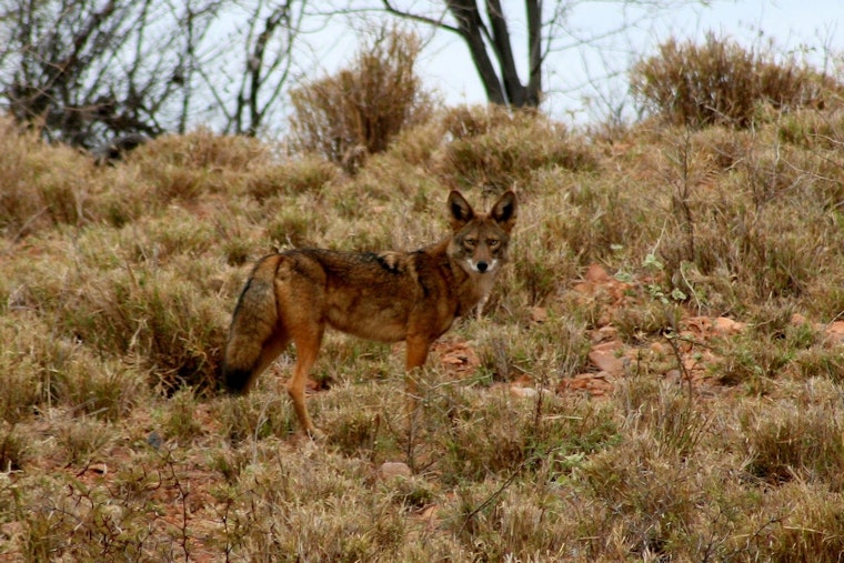 Mar Vista Community on Edge as Coyote Encounters Escalate in Aggression