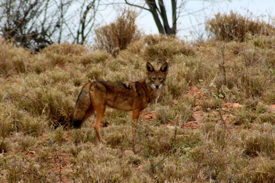 Mar Vista Community on Edge as Coyote Encounters Escalate in Aggression