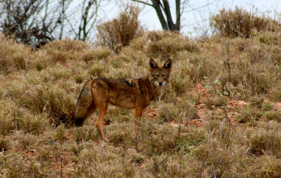 Mar Vista Community on Edge as Coyote Encounters Escalate in Aggression
