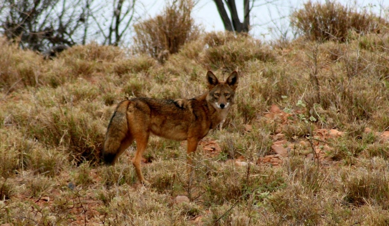 Mar Vista Community on Edge as Coyote Encounters Escalate in Aggression