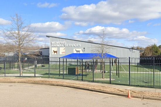 Memphis Animal Services Director Ty Coleman on Leave Amid Scrutiny Over Dog's Heat-Related Death
