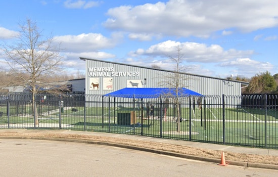 Memphis Animal Services Director Ty Coleman on Leave Amid Scrutiny Over Dog's Heat-Related Death