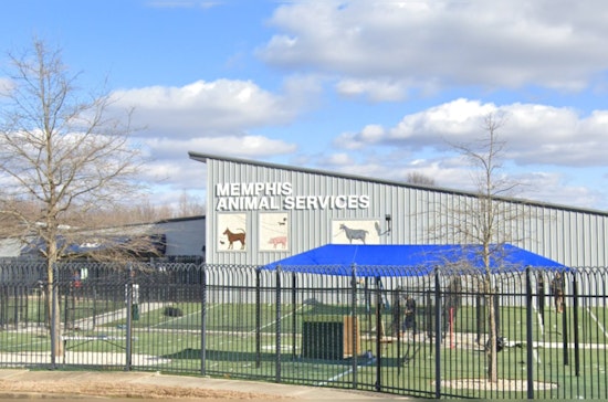Memphis Animal Services Investigates After Dog Dies in Shelter's Play Yard, Suspected Heat-Related Incident Spurs Safety Enhancements