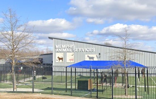 Memphis Animal Services Investigates After Dog Dies in Shelter's Play Yard, Suspected Heat-Related Incident Spurs Safety Enhancements