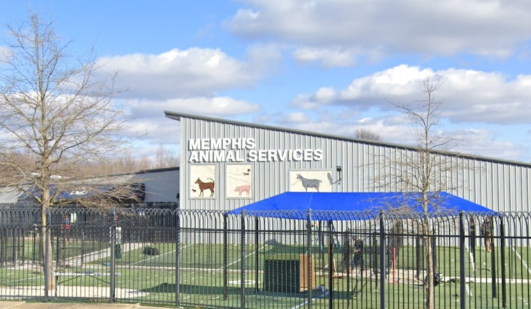 Memphis Animal Services Investigates After Dog Dies in Shelter's Play Yard, Suspected Heat-Related Incident Spurs Safety Enhancements