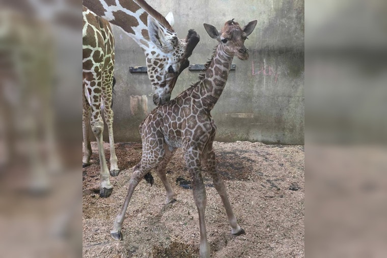 Memphis Zoo Celebrates Miraculous Birth of Giraffe Calf Kamari After Rare Breech Delivery