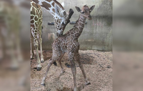 Memphis Zoo Celebrates Miraculous Birth of Giraffe Calf Kamari After Rare Breech Delivery