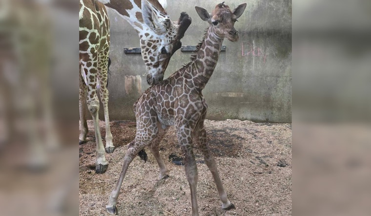 Memphis Zoo Celebrates Miraculous Birth of Giraffe Calf Kamari After Rare Breech Delivery