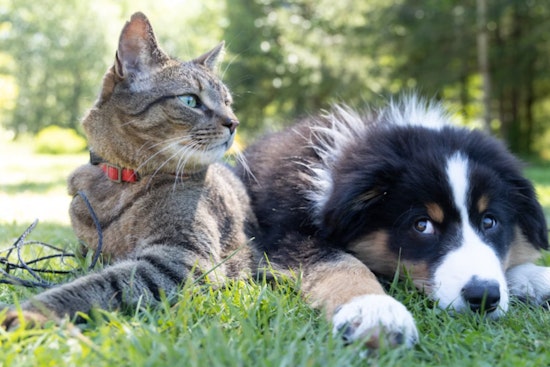 Miami-Dade County Animal Services Issues Safety Guidelines for Pets on 4th of July in Miami