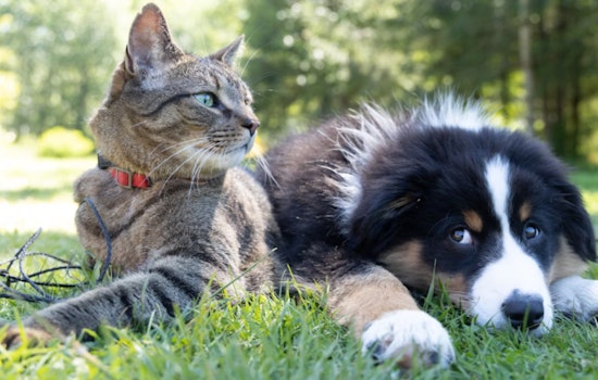 Miami-Dade County Animal Services Issues Safety Guidelines for Pets on 4th of July in Miami