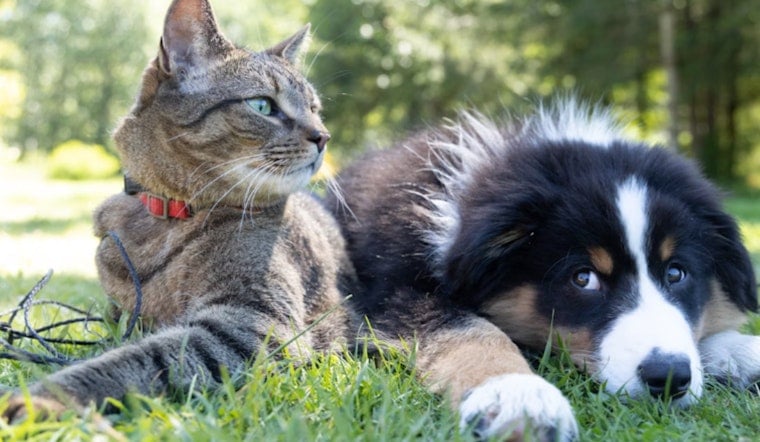 Miami-Dade County Animal Services Issues Safety Guidelines for Pets on 4th of July in Miami