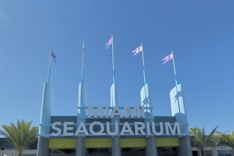 Miami-Dade County Sues to Evict Miami Seaquarium Operators Over Animal Welfare Concerns