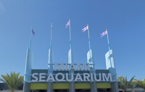 Miami-Dade County Sues to Evict Miami Seaquarium Operators Over Animal Welfare Concerns
