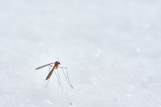 Miami-Dade Officials to Unveil Mosquito Control Strategies in Light of National Mosquito Control Awareness Week