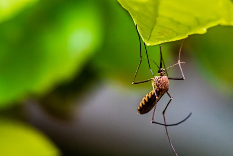 Miami-Dade Steps Up Mosquito Control Efforts Amidst Summer Surge, Promotes Awareness and Prevention Strategies