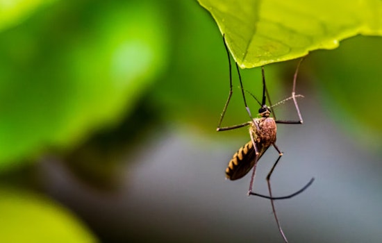 Miami-Dade Steps Up Mosquito Control Efforts Amidst Summer Surge, Promotes Awareness and Prevention Strategies