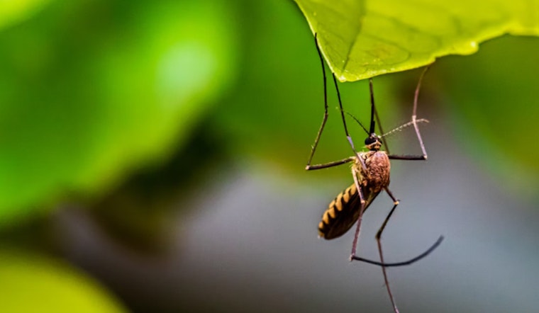 Miami-Dade Steps Up Mosquito Control Efforts Amidst Summer Surge, Promotes Awareness and Prevention Strategies