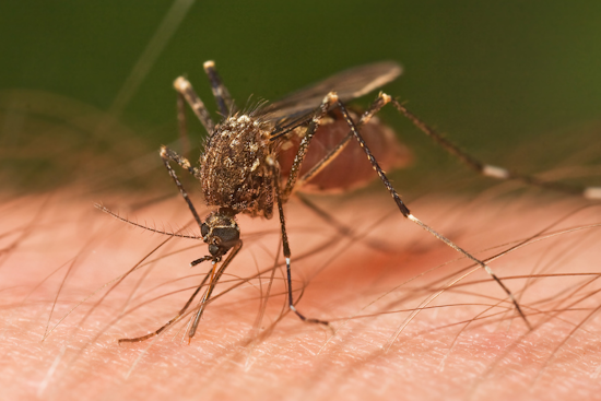 Michigan Officials Urge Vigilance as Jamestown Canyon Virus Detected in Saginaw County Mosquitoes