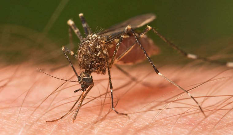 Michigan Officials Urge Vigilance as Jamestown Canyon Virus Detected in Saginaw County Mosquitoes