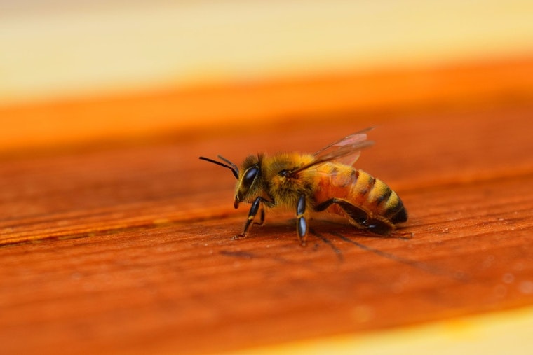 Michigan State University Bees Sniff Out Lung Cancer in Pioneering Research