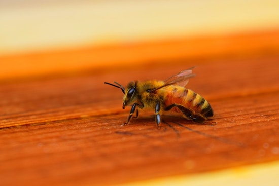 Michigan State University Bees Sniff Out Lung Cancer in Pioneering Research