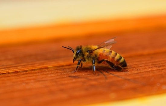 Michigan State University Bees Sniff Out Lung Cancer in Pioneering Research