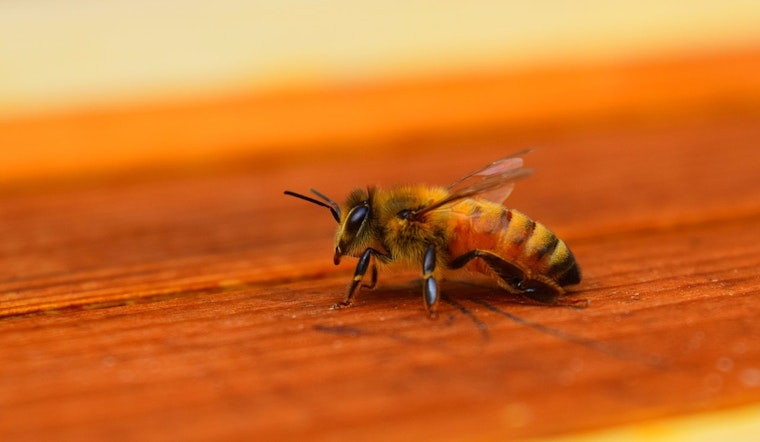 Michigan State University Bees Sniff Out Lung Cancer in Pioneering Research
