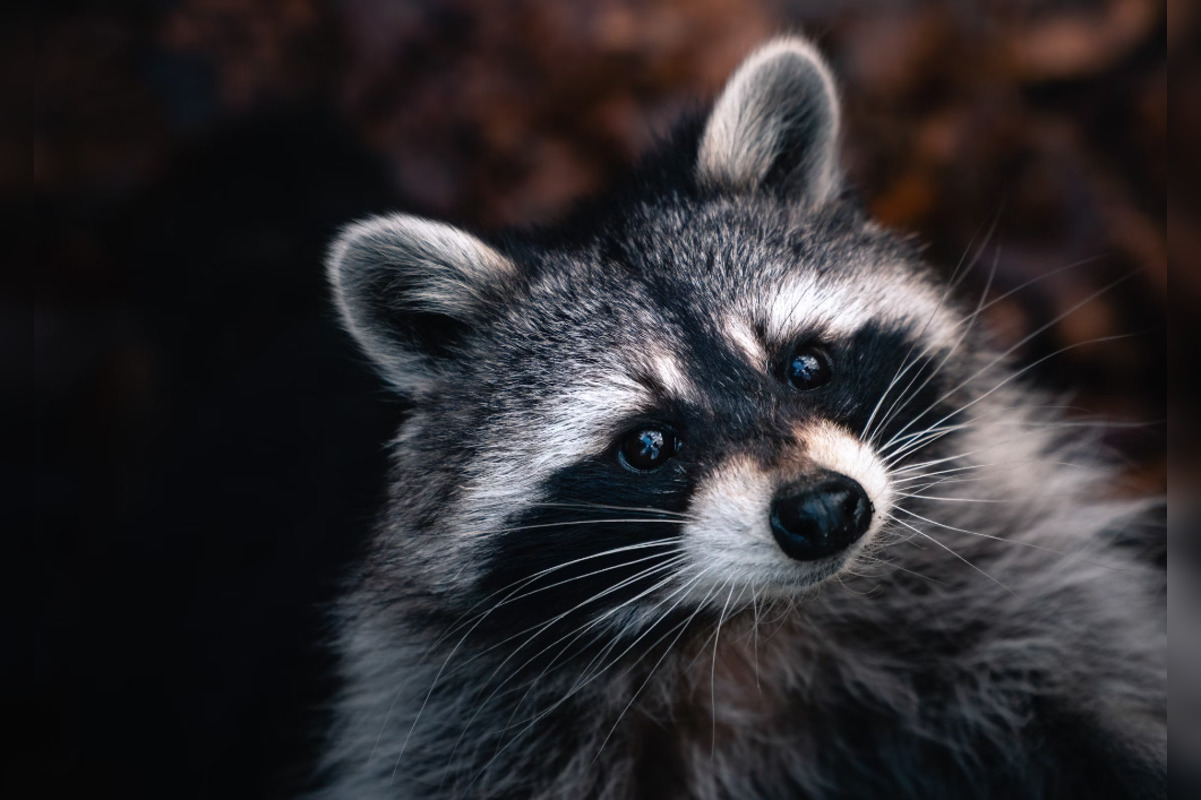 Michigan Trio Hailed as Heroes for Saving Choking Raccoon in Burton