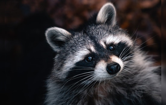 Michigan Trio Hailed as Heroes for Saving Choking Raccoon in Burton