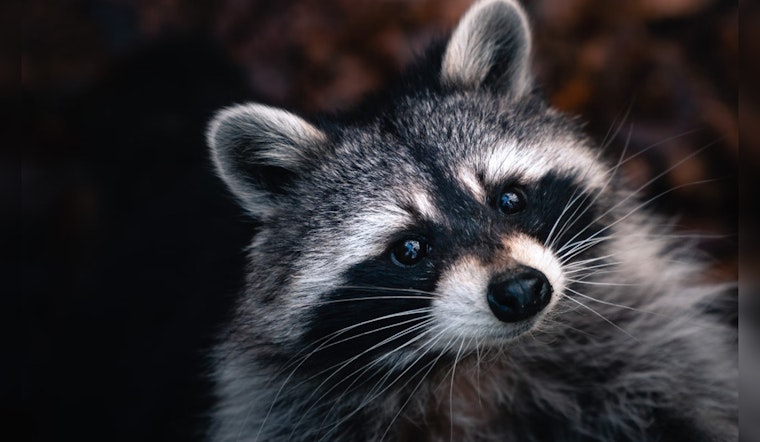 Michigan Trio Hailed as Heroes for Saving Choking Raccoon in Burton