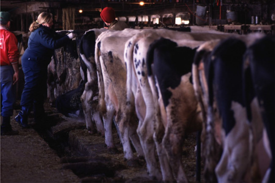 Michigan's Bird Flu Response Criticized as Poultry Industry Calls for Stricter Biosecurity Measures