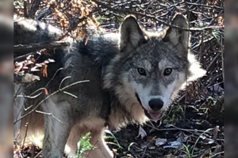 Michigan's Wolf Population Reaches New High Since 2007, Prompting Discussion on Hunting Season Viability