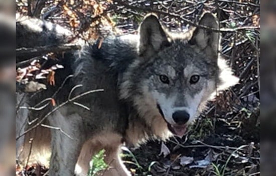 Michigan's Wolf Population Reaches New High Since 2007, Prompting Discussion on Hunting Season Viability