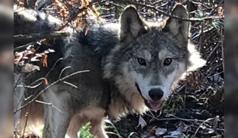 Michigan's Wolf Population Reaches New High Since 2007, Prompting Discussion on Hunting Season Viability