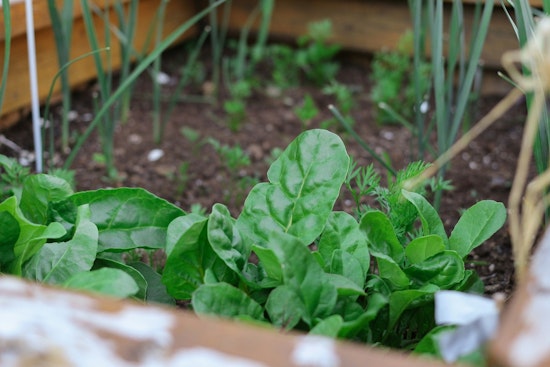 Minneapolis Allocates $315,000 for 16 Community-Led Green Initiatives to Bolster Urban Agriculture and Combat Climate Change