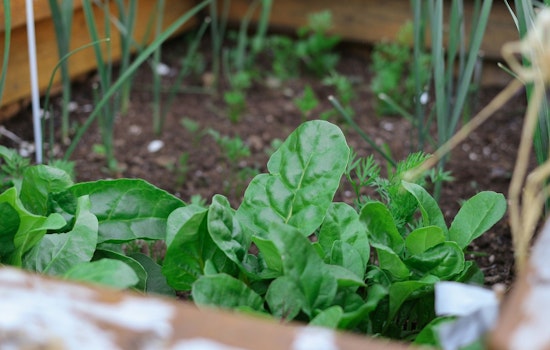 Minneapolis Allocates $315,000 for 16 Community-Led Green Initiatives to Bolster Urban Agriculture and Combat Climate Change