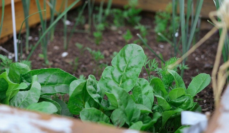 Minneapolis Allocates $315,000 for 16 Community-Led Green Initiatives to Bolster Urban Agriculture and Combat Climate Change