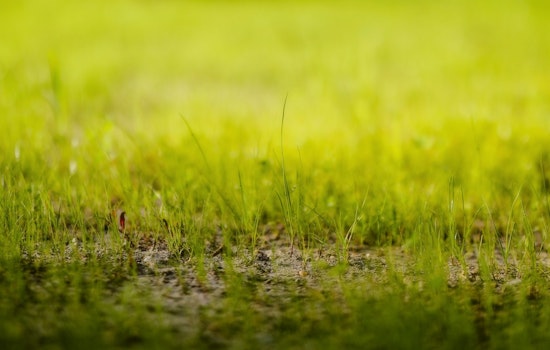 Minneapolis Park Turf Struggles with Muddy Conditions Amid Wet Spring, MPRB Hires More Staff to Tame Overgrown Grass
