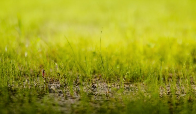 Minneapolis Park Turf Struggles with Muddy Conditions Amid Wet Spring, MPRB Hires More Staff to Tame Overgrown Grass
