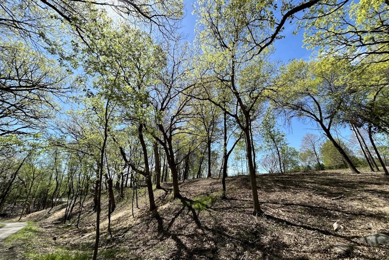 Minnetonka's Ford Park Flourishes Post-Invasive Species Clearing