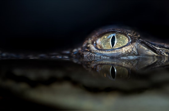 Mont Belvieu Public Works and Animal Control Join Forces to Relocate 12-Foot Alligator in Suburban Houston
