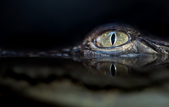 Mont Belvieu Public Works and Animal Control Join Forces to Relocate 12-Foot Alligator in Suburban Houston