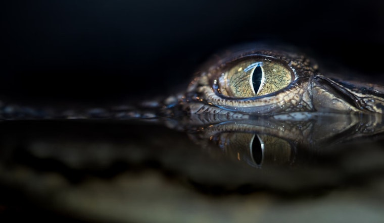 Mont Belvieu Public Works and Animal Control Join Forces to Relocate 12-Foot Alligator in Suburban Houston