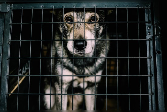 Montgomery County and Houston Grapple with Disturbing Cases of Animal Cruelty and Dog Deaths
